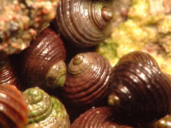 Rough Periwinkles